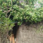 ଅଦିନିଆ କାଳ ବୈଶାଖୀ ରେ ଭୁଶୁଡି ପଡିଲା ୭୦ ବର୍ଷର ବଟବୃକ୍ଷ!