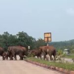 ହାତୀ_ପାଇଁ_ଅଧ_ଘଣ୍ଟା_ଏନ୍‌ଏଚ୍‌ ବନ୍ଦ