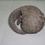 ବଜ୍ରକାପ୍ତା ରେକେଟ ର ଫର୍ଦ୍ଧାଫାସ