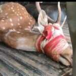 ପୁରୀ-କୋଣାର୍କ ବାଲୁଖଣ୍ଡ ଅଭୟାରଣ୍ୟରେ ହରିଣମାନେ ବାରମ୍ବାର ଅସୁସ୍ଥ ହେଉଥିବା ଘଟଣା